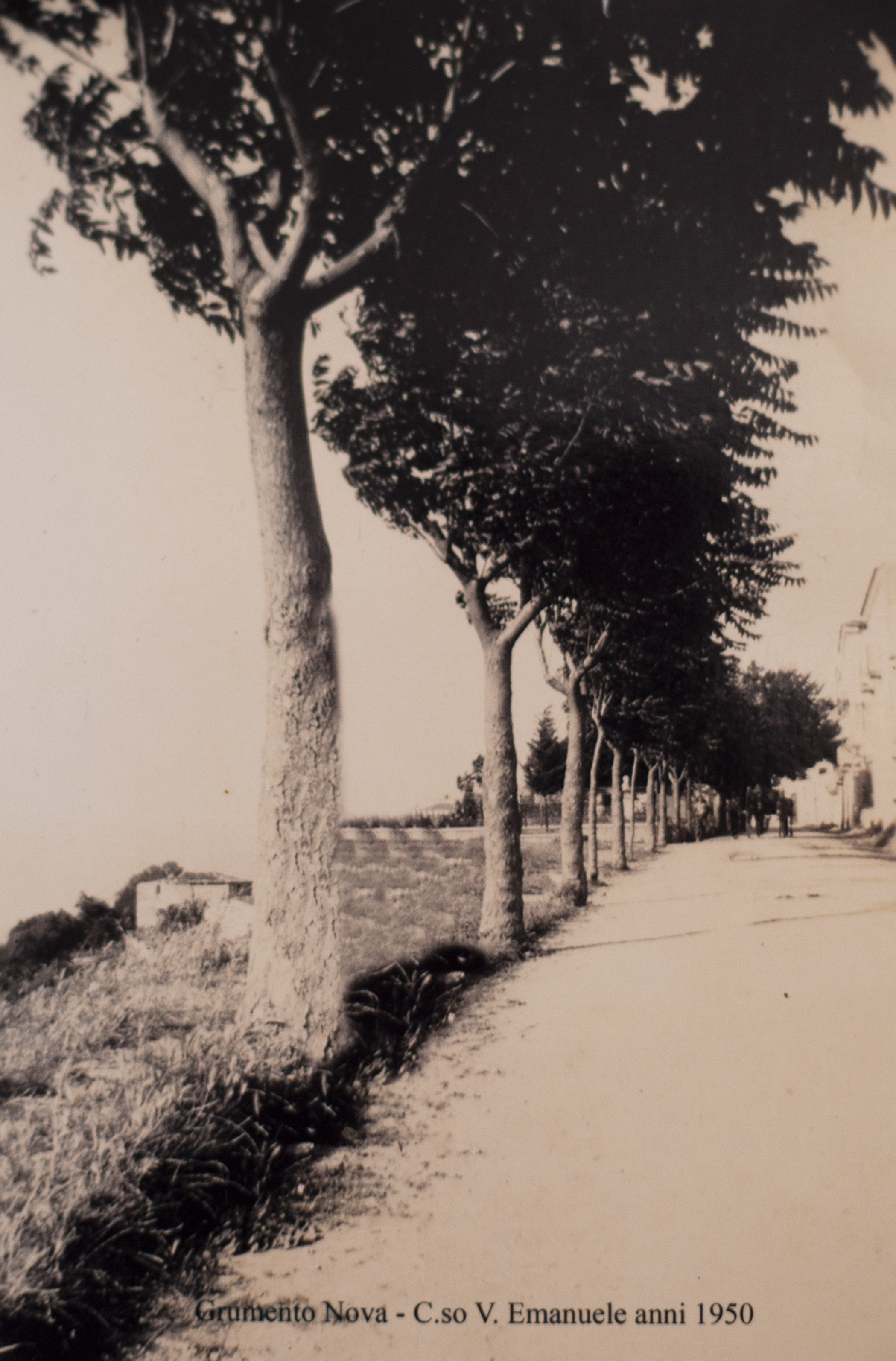 Trees along Vittorio Emanuele street in the 1950's.